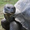 Aldabra Tortoise Slider Puzzle