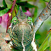 Big green chameleon puzzle