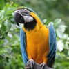 Blue and Gold Macaw Slider Puzzle