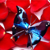 Butterfly on roses