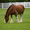 Clydesdale Horse Jigsaw Puzzle