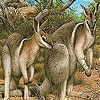 Coward kangaroos slide puzzle