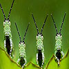 Crazy grasshoppers slide puzzle