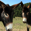 Donkeys From Teruel Aragon