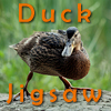 Duck Jigsaw