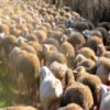 Flock of Sheep Slider