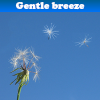 Gentle breeze 5 Differences