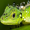 Green lizard puzzle