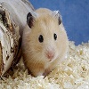 Hamster Really Cute