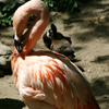 Jigsaw: Flamingo