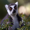 Jigsaw: Lemur