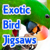 Exotic Bird Jigsaw Tournament
