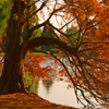 Jigsaw: Autumn Pond Tree