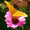 Jigsaw: Orange Butterfly