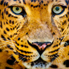 Leopard Jigsaw