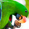Macaw Parrot Jigsaw