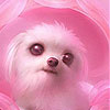 Pink dog puppy slide puzzle