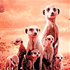 Little shy meerkat family slide puzzle