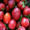Strawberries Slider