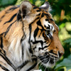 Sumatran Tiger Jigsaw