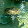 Swimming Turtles Jigsaw