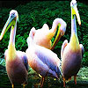 Yellow head pelicans slide puzzle