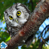 Owl Jigsaw Puzzle