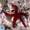 Pacific Blood Starfish Jigsaw