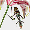 Parachutist grasshopper slide puzzle