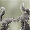 Squirrels in love slide puzzle