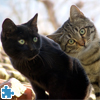 Funny And Sweet Kittens Jigsaw