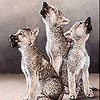Three cute wolf slide puzzle