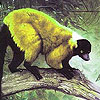 Ugly lemur puzzle