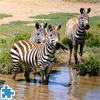 Zebras in Southern Africa
