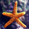 Jigsaw: Star Fish