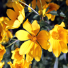 Jigsaw: Yellow Wildflowers