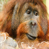 Jigsaw: Orangutan