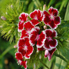 Jigsaw: Red Flowers
