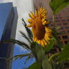 Jigsaw: Sunflower in the City