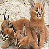 Three baby lynx slide puzzle